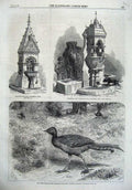 Original Old Antique Print 1867 Lyre Bird Zoological Fountain Battersea Cattle