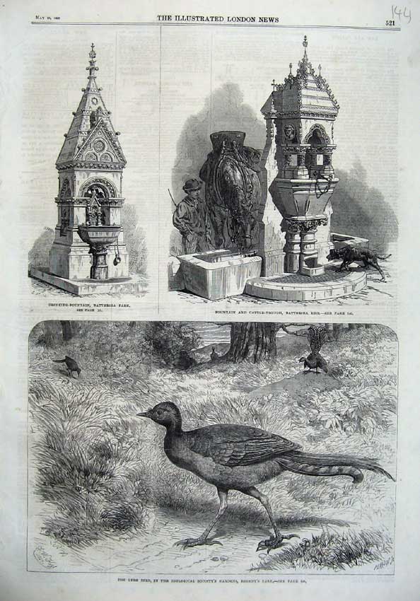 Original Old Antique Print 1867 Lyre Bird Zoological Fountain Battersea Cattle