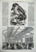 Old Antique Print Boat Bill Bird 1867 Drill Hall Midlothian Ta Edinburgh 19th
