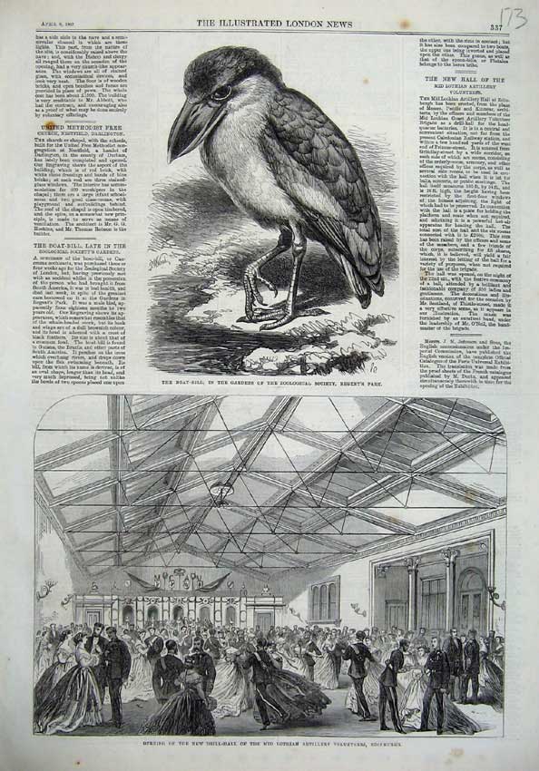 Old Antique Print Boat Bill Bird 1867 Drill Hall Midlothian Ta Edinburgh 19th