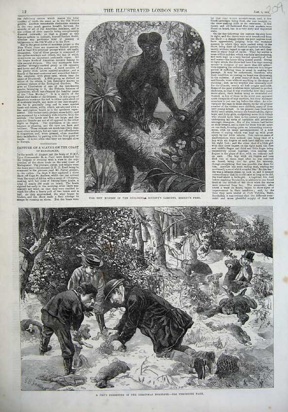 Old Antique Print 1867 Monkey Zoological Garden Christmas Ferreting Art 19th