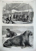 Old Antique Print 1867 Indian Reliefs Men Embarking Suez Walruse Walrus 19th