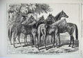 Old Antique Print 1868 Roup Yearlings Horses Blenkiron Sale Eltham Kent 19th