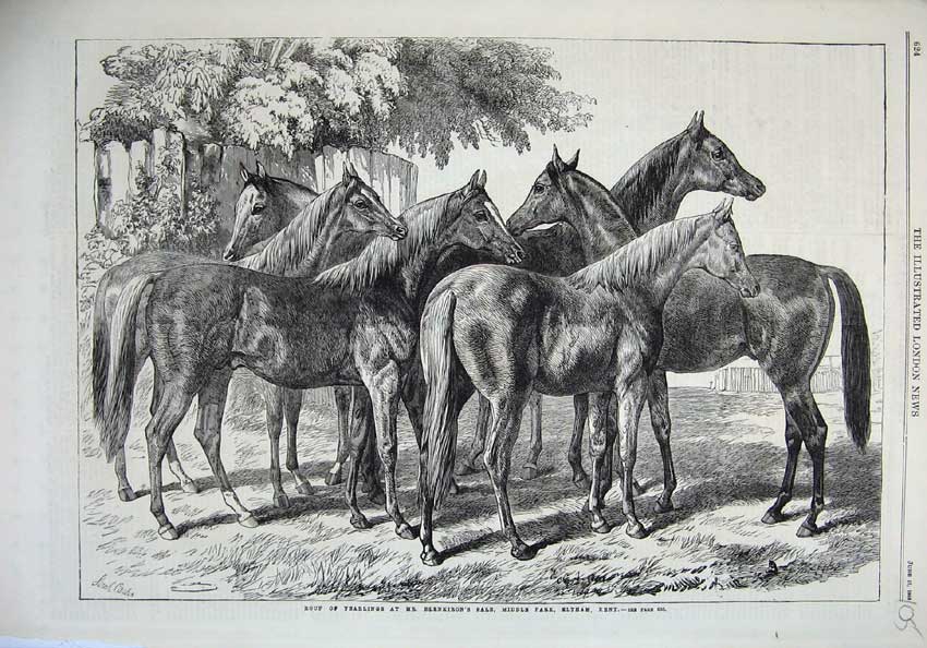 Old Antique Print 1868 Roup Yearlings Horses Blenkiron Sale Eltham Kent 19th