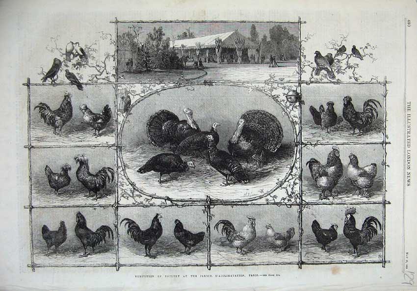 Original Old Antique Print 1868 Exhibition Poultry Jardin D'Acclimatation Paris
