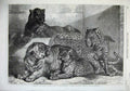 Old Antique Print 1868 Leopards Tigress Fine Art Cats Zoological Regent'S 19th