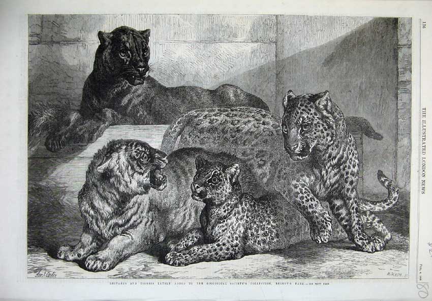 Old Antique Print 1868 Leopards Tigress Fine Art Cats Zoological Regent'S 19th