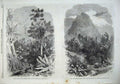 Original Old Antique Print Forest 1868 Illawarra Mountains Lions Head Cape Hope