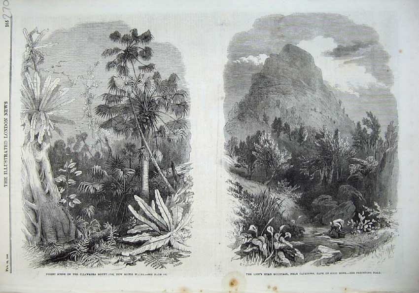 Original Old Antique Print Forest 1868 Illawarra Mountains Lions Head Cape Hope