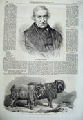 Original Old Antique Print Lord Broughton 1869 Saxon Marino Rams Sheep Breslau