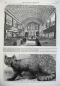 Old Antique Print Kensington Church 1869 Ailurus Fulgens Zoological Park 19th