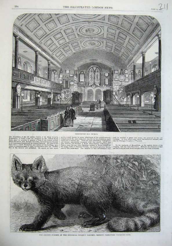 Old Antique Print Kensington Church 1869 Ailurus Fulgens Zoological Park 19th