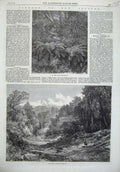 Old Antique Print 1869 New Zealand Bush Kauminga Creek Wairarapa Fine Art 19th