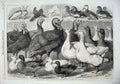 Old Antique Print Prize Turkeys Ducks Pigeon Birmingham Poultry Show 1869 19th