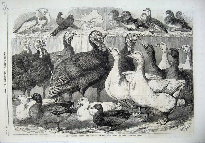 Old Antique Print Prize Turkeys Ducks Pigeon Birmingham Poultry Show 1869 19th