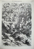 Old Antique Print 1869 Fine Art Forest Scene Cuba Trees Stream Rocks Art 19th