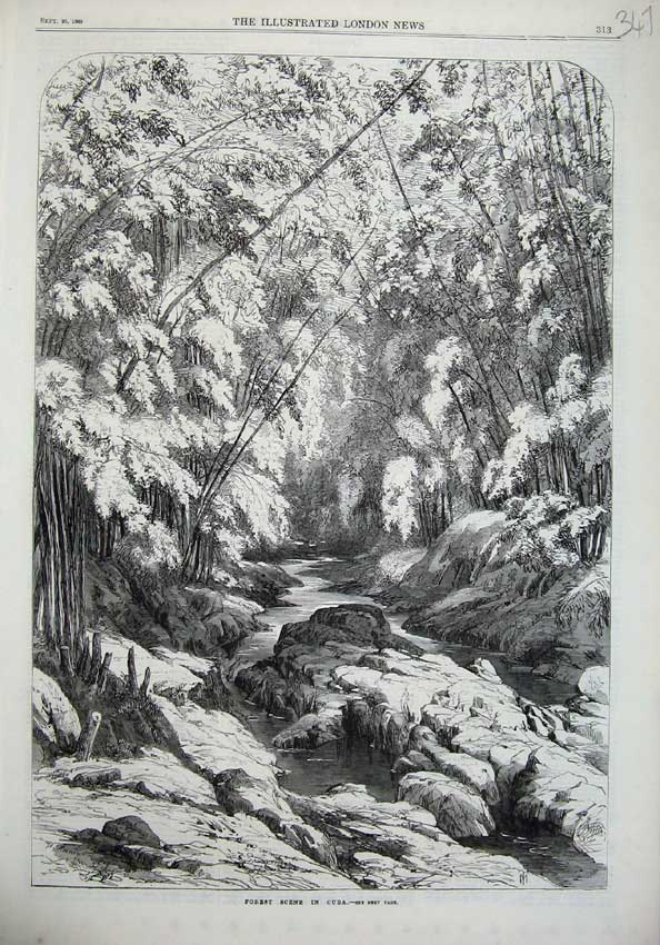 Old Antique Print 1869 Fine Art Forest Scene Cuba Trees Stream Rocks Art 19th
