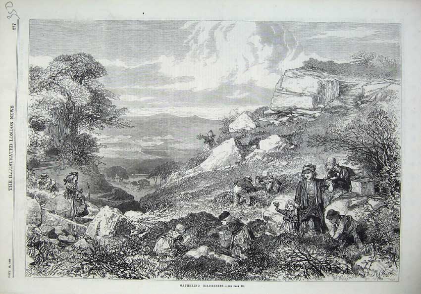 Original Old Antique Print 1869 Families Gathering Bilberries Country Mountains
