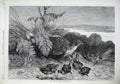 Original Old Antique Print 1869 Fine Art Hen Pheasant Babies Birds Country 19th