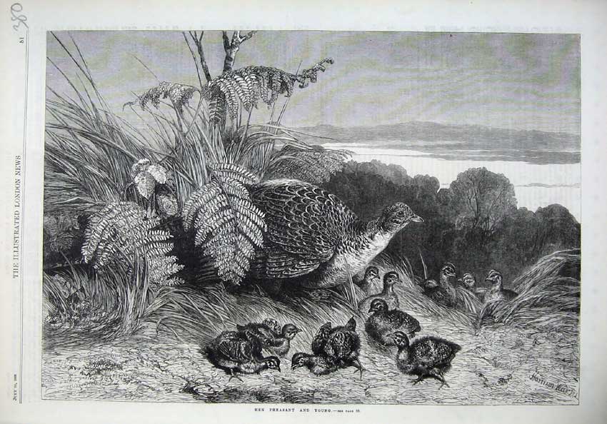 Original Old Antique Print 1869 Fine Art Hen Pheasant Babies Birds Country 19th
