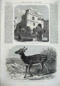 Old Antique Print Allhallows Staining Church 1870 Prince Alfred Stag Art 19th