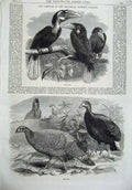 Old Antique Print 1870 Birds Zoological Gardens Hornbills Pheasants Art 19th