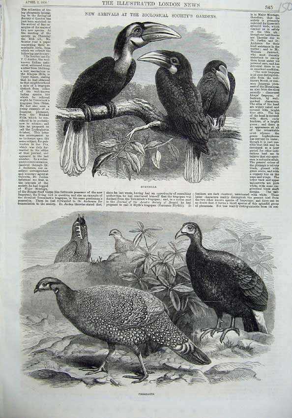 Old Antique Print 1870 Birds Zoological Gardens Hornbills Pheasants Art 19th