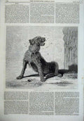 Original Old Antique Print 1870 Scruffy Dog Catching Flies Riviere Victorian