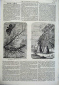 Original Old Antique Print Pine Bombyx Universe Flamingoes Nest Butterfly Birds