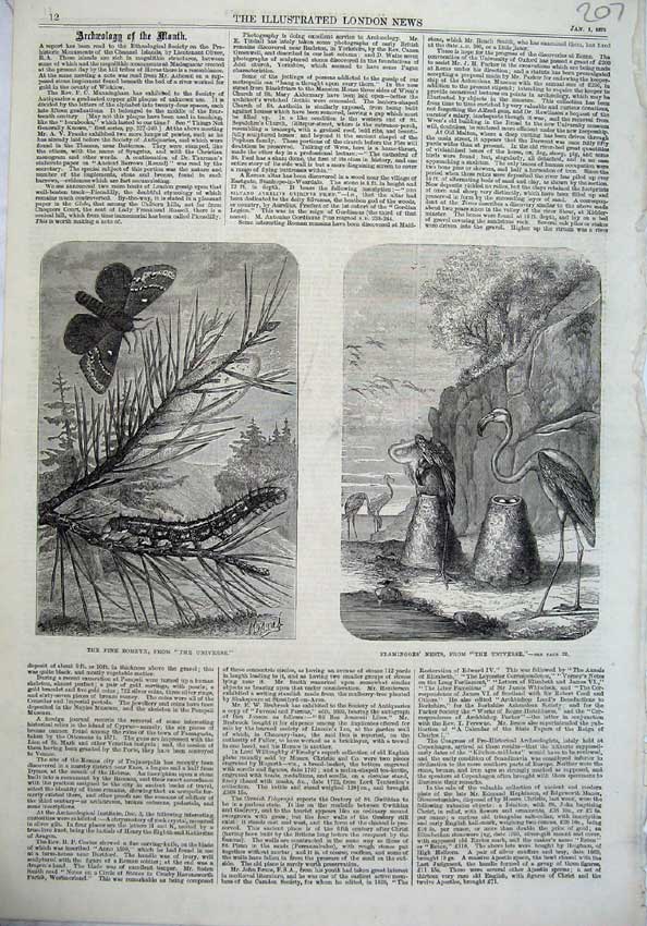 Original Old Antique Print Pine Bombyx Universe Flamingoes Nest Butterfly Birds