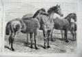 Old Antique Print 1870 Prize Horses Agricultural Hall Islington Fine Art 19th