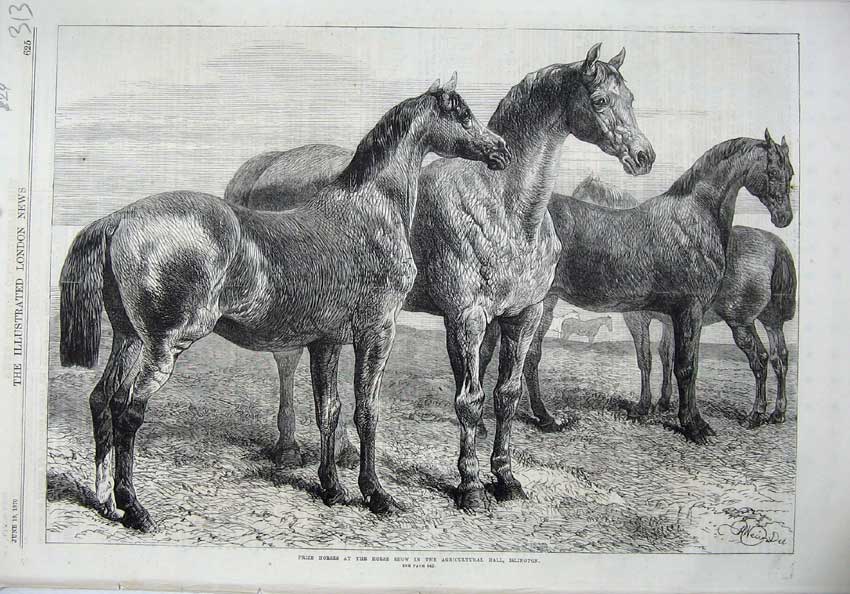 Old Antique Print 1870 Prize Horses Agricultural Hall Islington Fine Art 19th