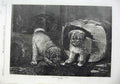 Old Antique Print 1870 Fine Art Cute Puppies Playing Cloth Box Dogs Cat 19th