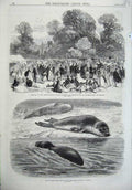 Old Antique Print Bladder-Nose Seals 1870 Festival Beckett Shrivenham Art 19th
