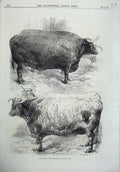 Original Old Antique Print 1870 Prize Oxen Smithfield Club Cattle Show Animals