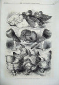 Antique Old Print *0192 1870 Prize Fowls Ducks Pigeons Crystal Palace Poultry