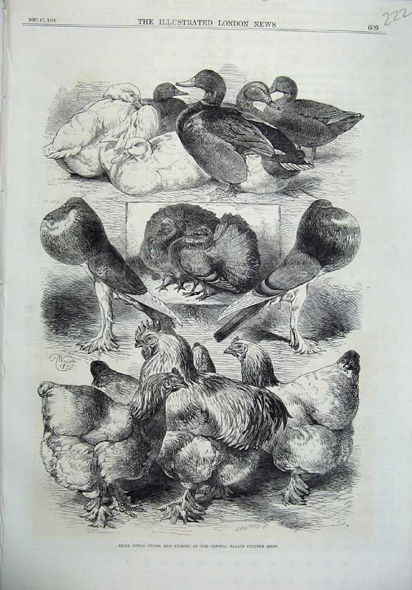Antique Old Print *0192 1870 Prize Fowls Ducks Pigeons Crystal Palace Poultry