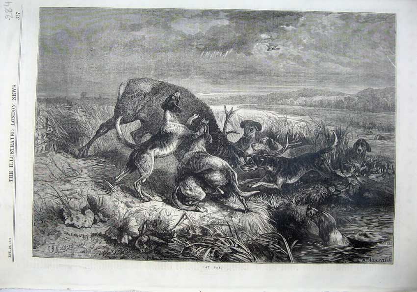 Original Old Antique Print Fine Art 1870 Wild Dogs Attacking Deer Stag Country