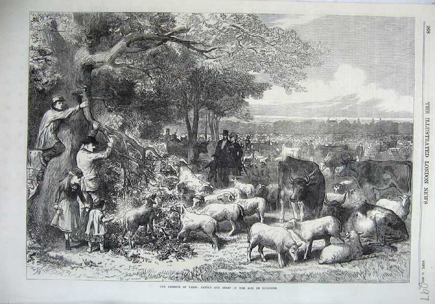 Old Antique Print 1870 Defence Paris Cattle Sheep Bois De Boulogne France 19th
