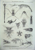 Original Old Antique Print 1870 Oceans Surface Life Crustacean Sea Mollusc 19th