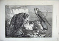 Old Antique Print 1871 Birds Prey Eagle Nest Baby Young Ornothology Cliff 19th