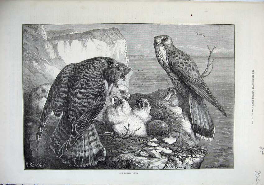 Old Antique Print 1871 Birds Prey Eagle Nest Baby Young Ornothology Cliff 19th