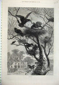 Original Old Antique Print 1871 Country Scene Birds Building Nests Tree Mansion