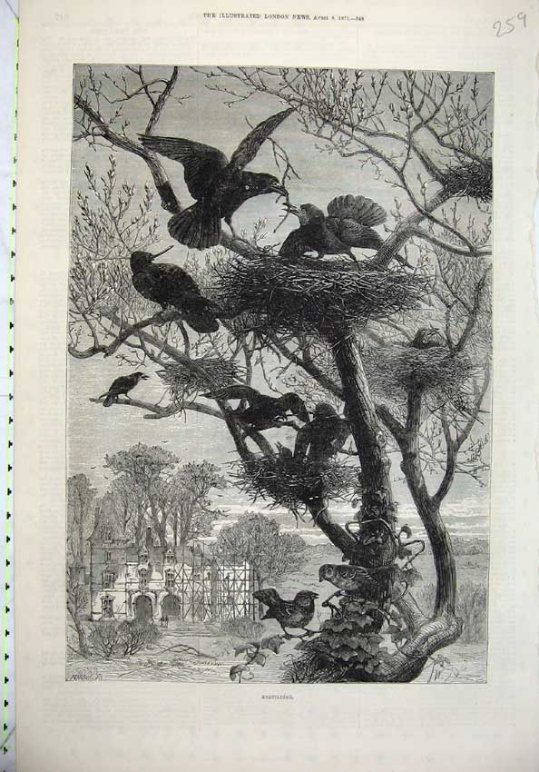 Original Old Antique Print 1871 Country Scene Birds Building Nests Tree Mansion