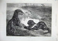 Original Old Antique Print 1871 Fine Art Nature Otters River Fish Bird Country