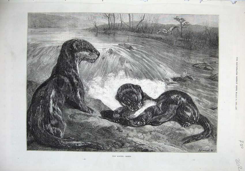 Original Old Antique Print 1871 Fine Art Nature Otters River Fish Bird Country