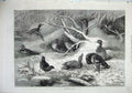Original Old Antique Print 1871 Fine Art Birds Ducks Nature Trees Snow Winter