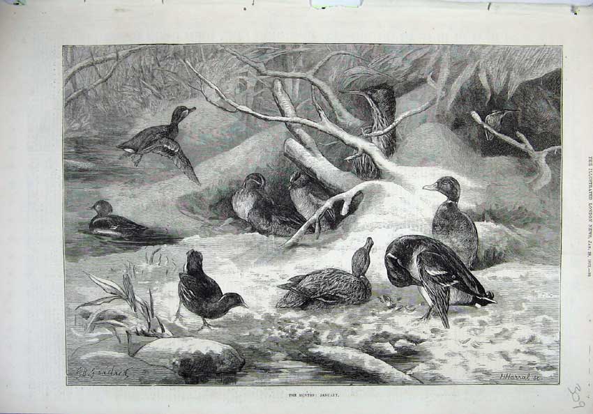 Original Old Antique Print 1871 Fine Art Birds Ducks Nature Trees Snow Winter