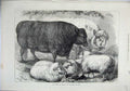 Original Old Antique Print 1871 Prize Cattle Sheep Smithfield Club Show Animals