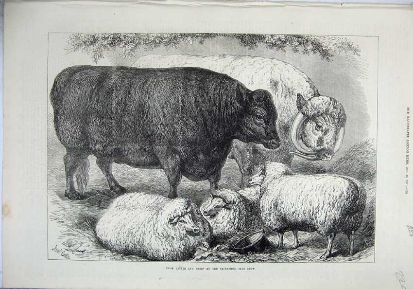 Original Old Antique Print 1871 Prize Cattle Sheep Smithfield Club Show Animals
